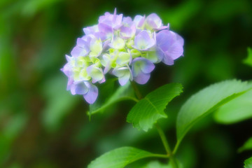 美しい紫陽花_ソフトイメージ