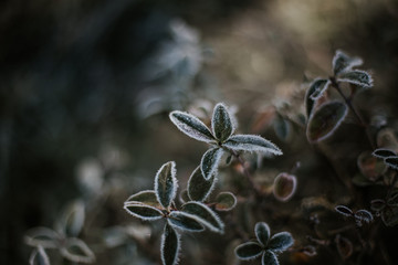 zieleń, natura, rośliny, przymrozek, obecność, zima, zdrowie, spacer