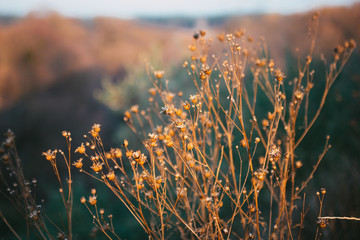 Dry flowers, stems of plants, leaves, herbs and grass in autumn season. Autumn sunset.