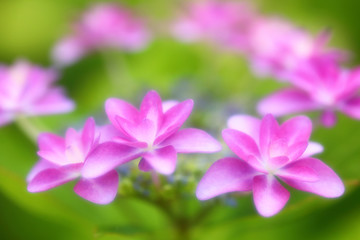 Fototapeta premium 美しい紫陽花_ソフトイメージ