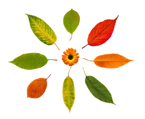 Pattern of autumn leafs and flowers on white background. High detail. Can be used for wallpaper, pattern, art print, fabric etc.