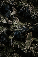 zieleń, natura, rośliny, przymrozek, obecność, zima, zdrowie, spacer