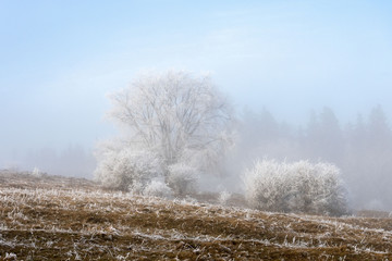 Obraz na płótnie Canvas Baum mit Rauhreif im Nebel