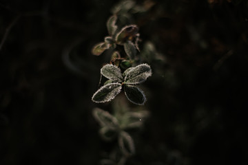 zieleń, natura, rośliny, przymrozek, obecność, zima, zdrowie, spacer © Justyna