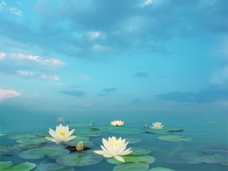 Beautiful summer landscape with white lilies. Lake with water lily flowers. Nymphaea reflection in the pond. - obrazy, fototapety, plakaty