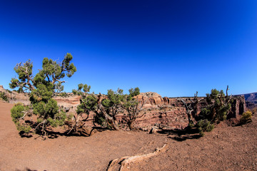 Dry Trees and Other Flora in  Canyonlands National Park, USA