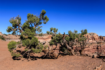 Fototapeta na wymiar Dry Trees and Other Flora in Canyonlands National Park, USA