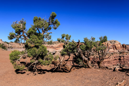Dry Trees and Other Flora in  Canyonlands National Park, USA