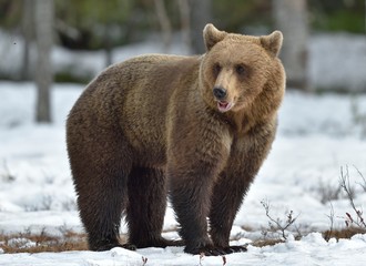 Brown bear in winter forest