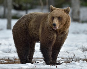 Fototapeta premium Brown bear in winter forest