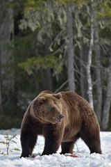 Plakat Brown Bear (Ursus arctos) in spring forest.