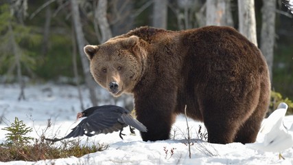 Obraz premium Brown Bear (Ursus arctos) in spring forest.