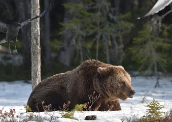 Brown bear in winter forest