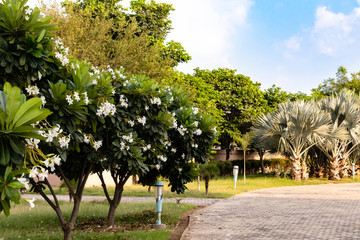 Naklejka premium beautiful photography of walking road and trees against sky in the background. Morning concept.