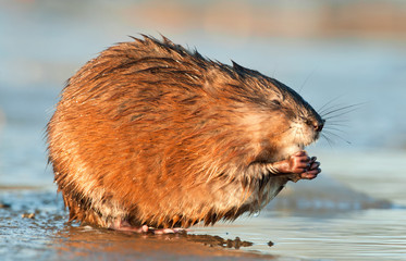 Eating Muskrat ( Ondatra zibethica ) in sunset light. Autumn season.