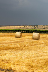Rural landscape in Apulia at summer