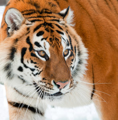 The Siberian tiger (Panthera tigris altaica) close up portrait.