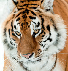 The Siberian tiger (Panthera tigris altaica) close up portrait.