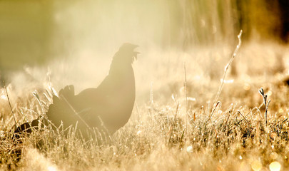 Backlight Portrait of a leking black grouse. Silhouette of Leking Black Grouse (Tetrao tetrix) against the dawn sky. Early morning. Backlight. Sunrise. Contra light. Sunrise at the spring Forest.