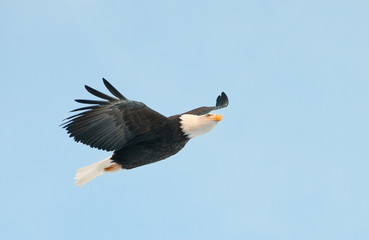 Flying Bald eagle ( Haliaeetus leucocephalus ) on the blue sky background