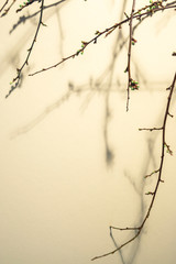 Selective focus of Spring tree brunch with buds and shadows on pastel yellow background. Copy...