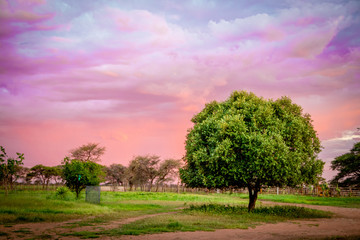 Bright green tree with a lovely sunset