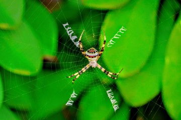 dragonfly on a blade of grass