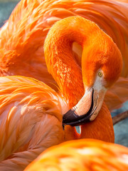 Nahaufnahme von Flamingo