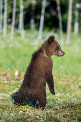 Bear cub stood up on its hind legs. Cub of Brown bear (Ursus Arctos Arctos) in the summer forest. Natural green Background