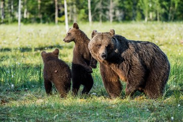 Bear cubs hide for a she-bear. Bear and Cubs of Brown bear (Ursus Arctos Arctos) in the summer forest. Natural green Background