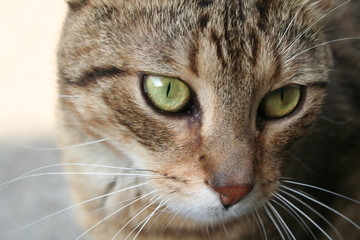 portrait of a cat
