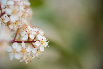 Haies de Photinia en fleurs