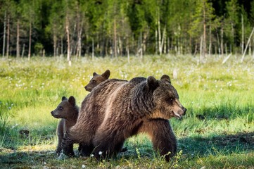 Bear cubs hide for a she-bear. Bear and Cubs of Brown bear (Ursus Arctos Arctos) in the summer...