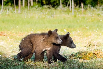 Cubs of Brown bear (Ursus Arctos Arctos) in the summer forest. Natural green Background