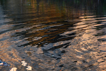 Rippled water surface in golden evening light