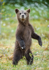 Fototapeta premium Bear cub stood up on its hind legs. Cub of Brown bear (Ursus Arctos Arctos) in the summer forest. Natural green Background