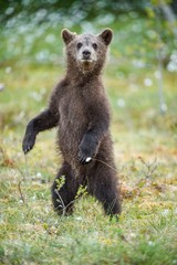 Bear cub stood up on its hind legs. Cub of Brown bear (Ursus Arctos Arctos) in the summer forest. Natural green Background