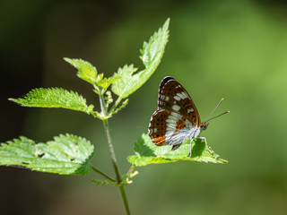 White admiral butterfly perched on a  stinging nettle leaf © Stephan Morris 