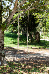 swing hanging from a tree