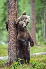Fototapeta na wymiar Bear cub and she-bear stood up on its hind legs. Bear and Cubs of Brown bear (Ursus Arctos Arctos) in the summer forest. Natural green Background