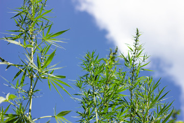 cannabis bushes against a blue sky with a place for the inscription, an alternative to modern medicine. Illegal cultivation of marijuana.