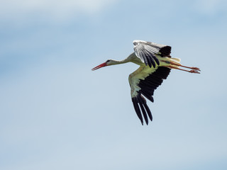 White Stork at Knapp, UK  ( Ciconia ciconia )