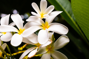 Fototapeta premium macro photography of beautiful plumeria white flowers over blurred leafy background. nature and beauty concept.