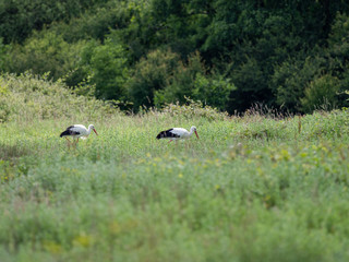 White Stork at Knapp, UK  ( Ciconia ciconia )