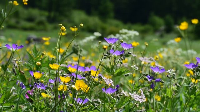 Colourful wildflowers in Alpine meadow in the Alps in summer