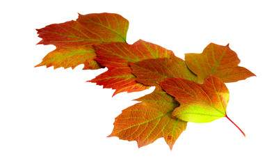 Autumn leaves of different colors