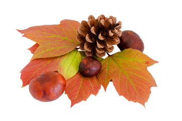 Autumn bumps leaves and chestnut fruits