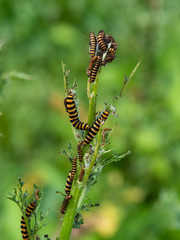Cinnabar Moth (Tyria jacobaeae), caterpillars, feeding on Ragwort (Jacobaea vulgaris)