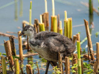 Coot Chick (Fulica Atra) in Reeds