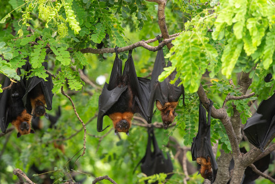 Bats Hanging On A Tree Branch ,bats Are Among The Carriers Of The Coronavirus Epidemic Ravaging China